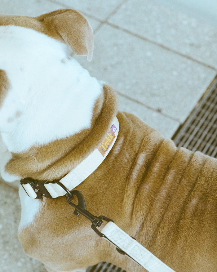 Trekk Dog Collar onfeet