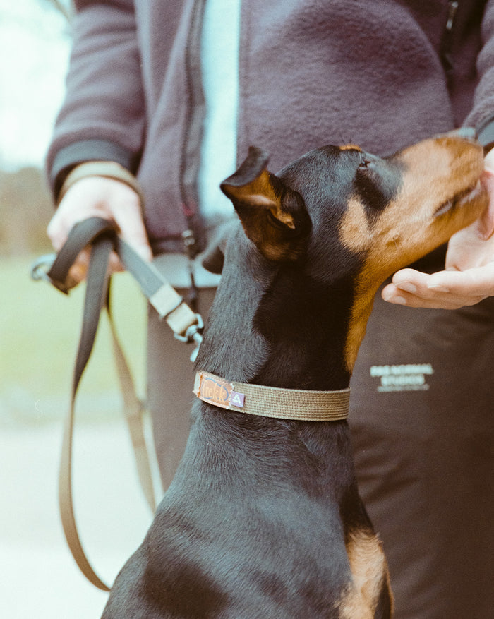 Trekk Dog Collar onfeet