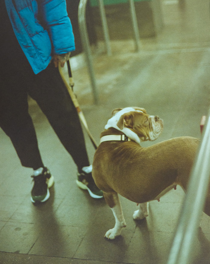 Trekk Dog Leash onfeet